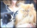 Jacki Wrights Mobile Dog & Cat Grooming Jacki Wrights Mobile Dog & Cat Grooming