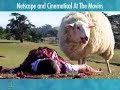 Netscape At The Movies: \"Black Sheep\"