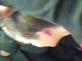katie cutting her hair off for cancer research uk and latex allergy support group! filmed again by rebeka penrice