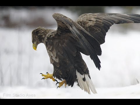 животное орланы