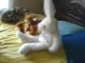 relaciones sexuales entre peluches ! xD jjaja ta bueno =Dsexo peluche