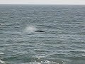 Whales
