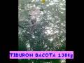 PESCA DE TIBURON EMBARCADO - SANTA CLARA DEL MAR Y MAR DEL P