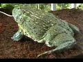 Pyxie frog \