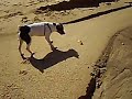 The dog and the Crab