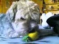 FREDDI con la pallina