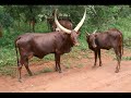 Vakantie Uganda 2011 - deel 1.wmv