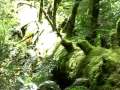 Travel Canada-Cathedral Trail @ Vancouver Island BC ?????