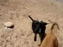 Marquette County Humane Society-Jasmine