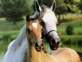 Paarden en Pony`s
