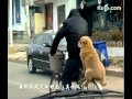 Funny Dog Rides On Back Of Bike - animals, bike, dog, pets, wtf, funny