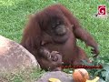 The latest attraction at the Dehiwala zoo