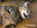 おやすみツネオ♪