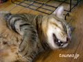 おやすみツネオ♪