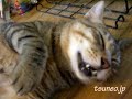 おやすみツネオ♪