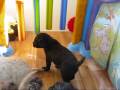 ArborGate Australian Labradoodles Indiana (Chicago Area) - 5 week old puppies
