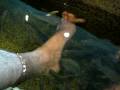 videos de Laura & Will FIsh SPA - stavolta ci riesco
