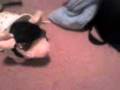videos de elvis piggy!