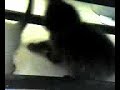 Kittens Playing 2 Kittens Playing 2