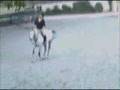 videos de Brave Hunter Jumper Pony for Sale