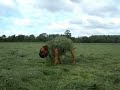 the lion king met in de hoofdrol sunka hummel
