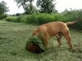 the lion king met in de hoofdrol sunka hummel