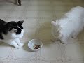 cat-thief-funny.html