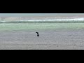 Male lapwing balts flight