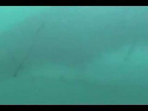 Humpback whale breaching and underwater