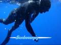 videos de Chasse-sous-marine en ALGERIE By Pescador.wmv