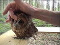 Release of a young Tawny Owl