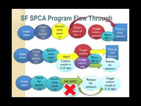 how to avoid ringworm