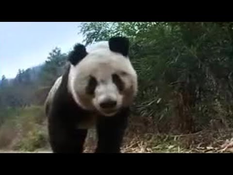panda