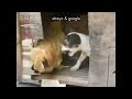 Violador de gallinas