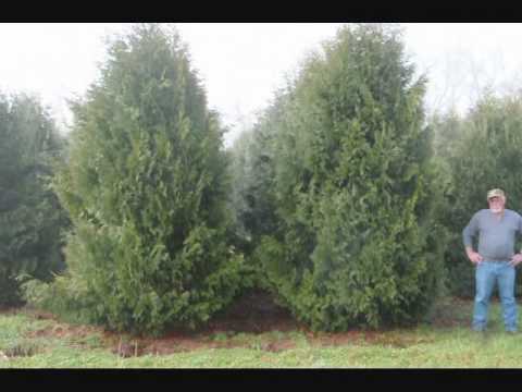how to transplant quaking aspen trees
