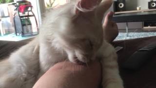 Maine coon kitten licking me