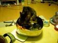 Cat Mummel and the Chili Noodles xD OM NOM NOM!!
