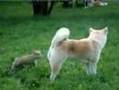 Fox plays with dog - animals, dog, fox, nature, pets