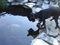 shelby-the-boston-terrier.html