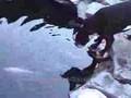 Boston Terrier video