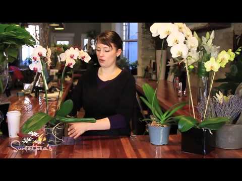 how to care of orchids