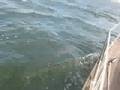 Bruinvis langs de boot op het Grevelingenmeer !!