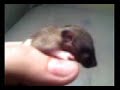 Baby Rats Start Opening Their Eyes.