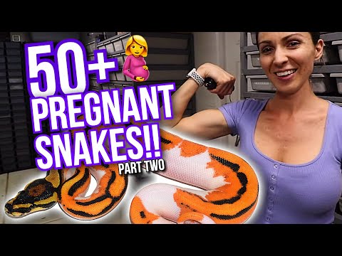 YouTube reptile video