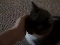 Oct 11 2008 - VID00005