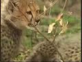 Happily Ever After! Cheetah & Deer & Hyena