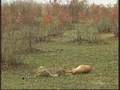 Happily Ever After! Cheetah & Deer & Hyena