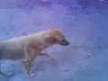 nice stray dog3 nice stray dog3