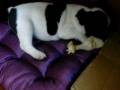 videos de Pinga , minha buldogue francesa e carioca!