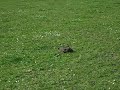 Cowshit vs. 300 winchester magnum Cowshit vs. 300 winchester magnum